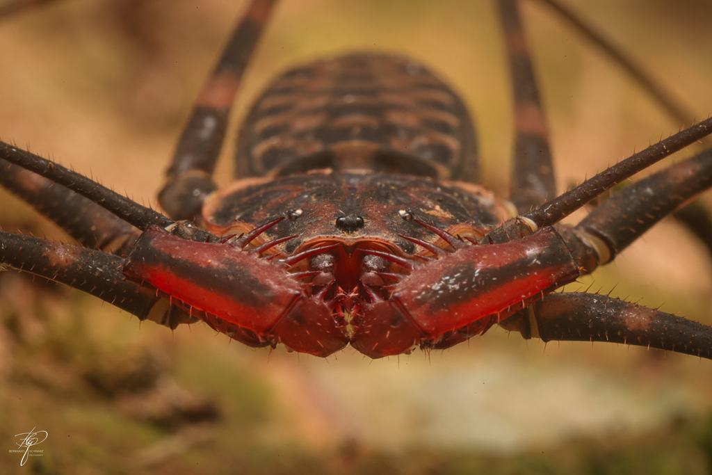 Geißelspinne