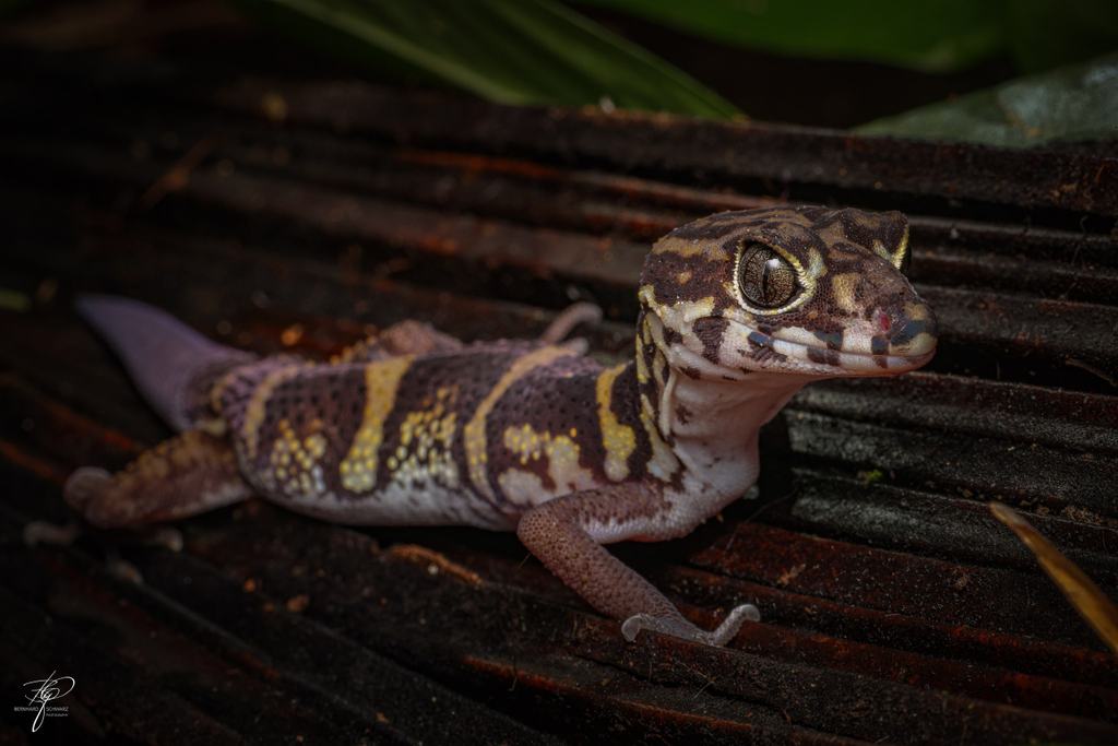 Guatemala