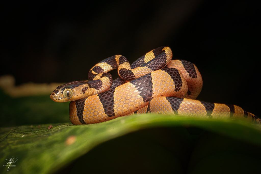 Riemennatter Imantodes cenchoa