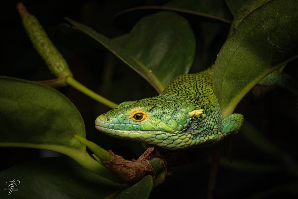 Guatemala