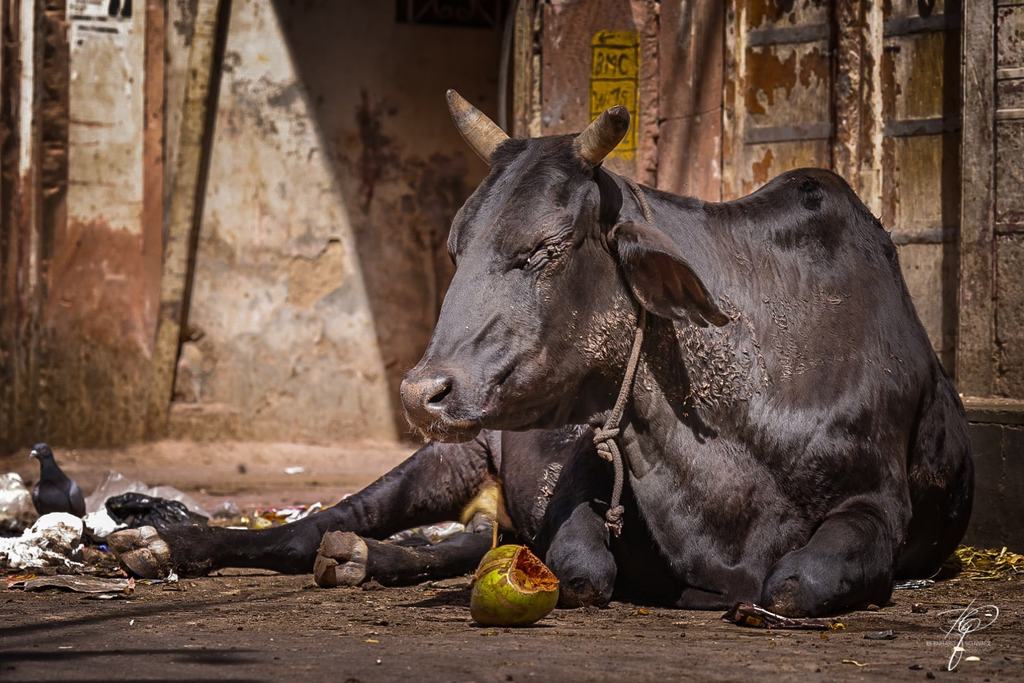 Rajasthan