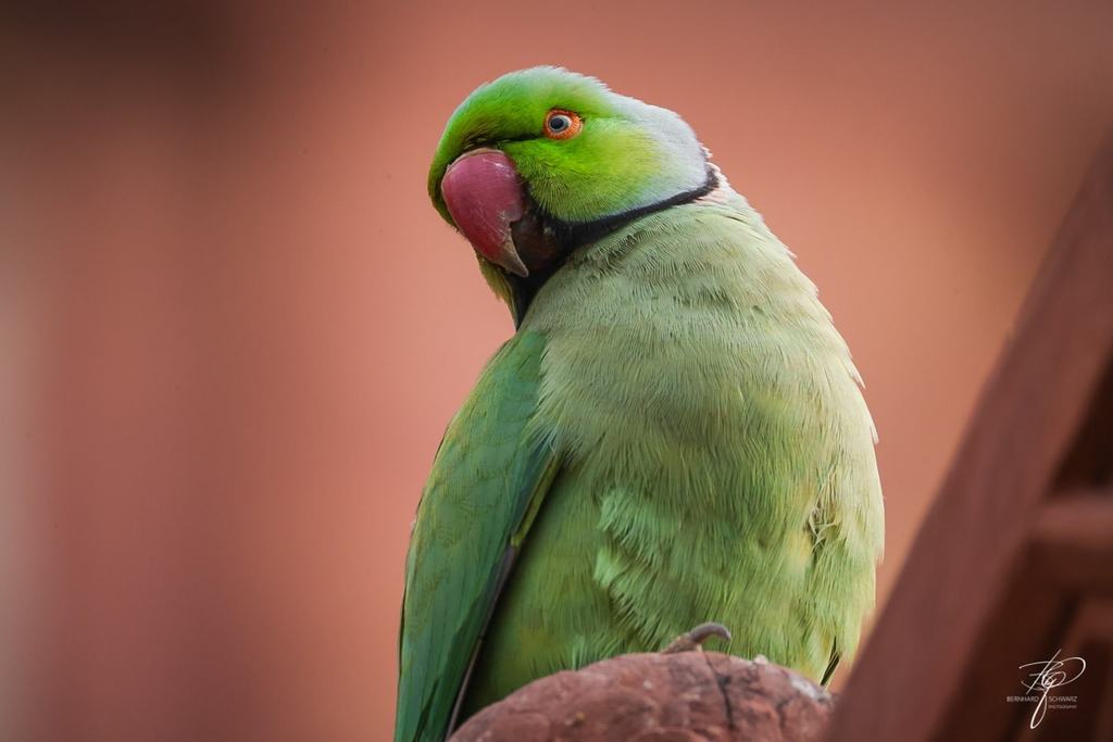 Rajasthan