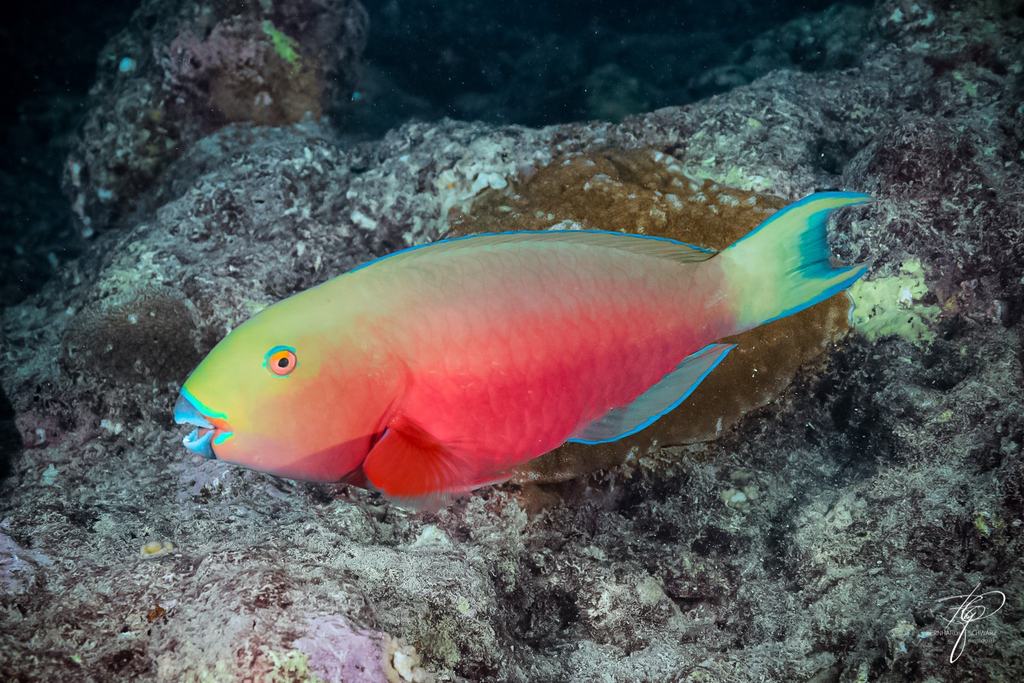 MALEDIVES