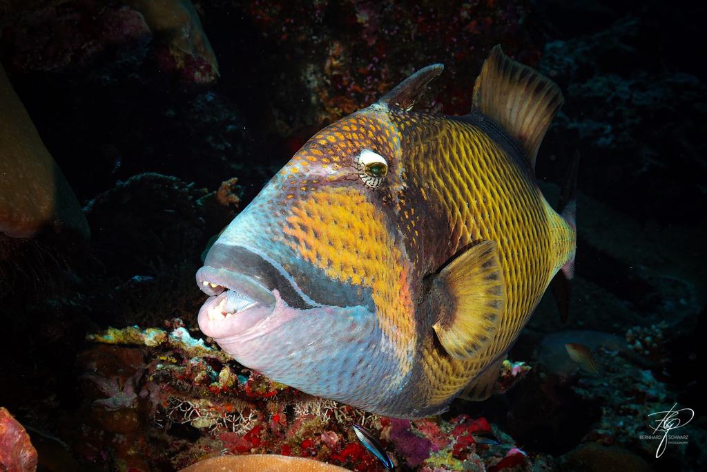 MALEDIVES