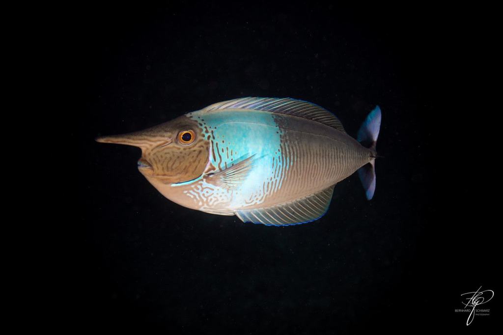 MALEDIVES