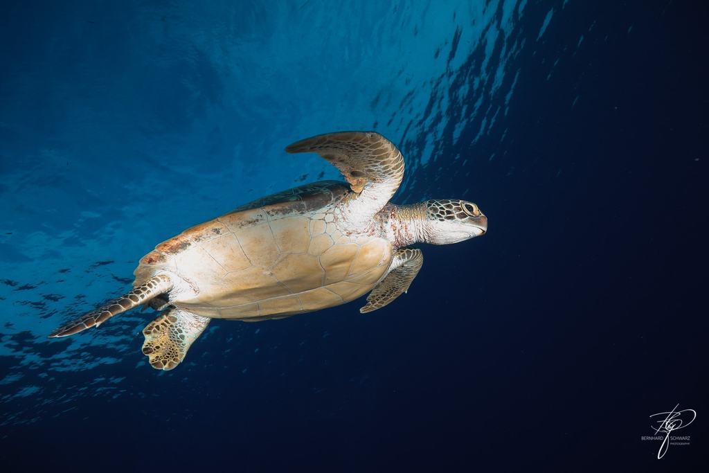 MALEDIVES