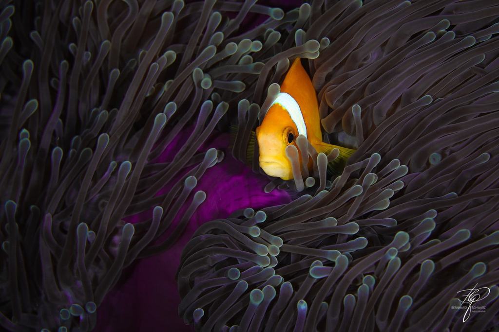 MALEDIVES