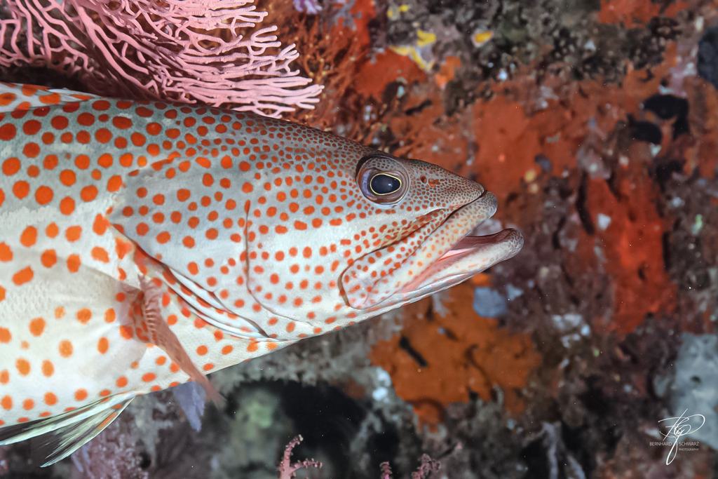 MALEDIVES