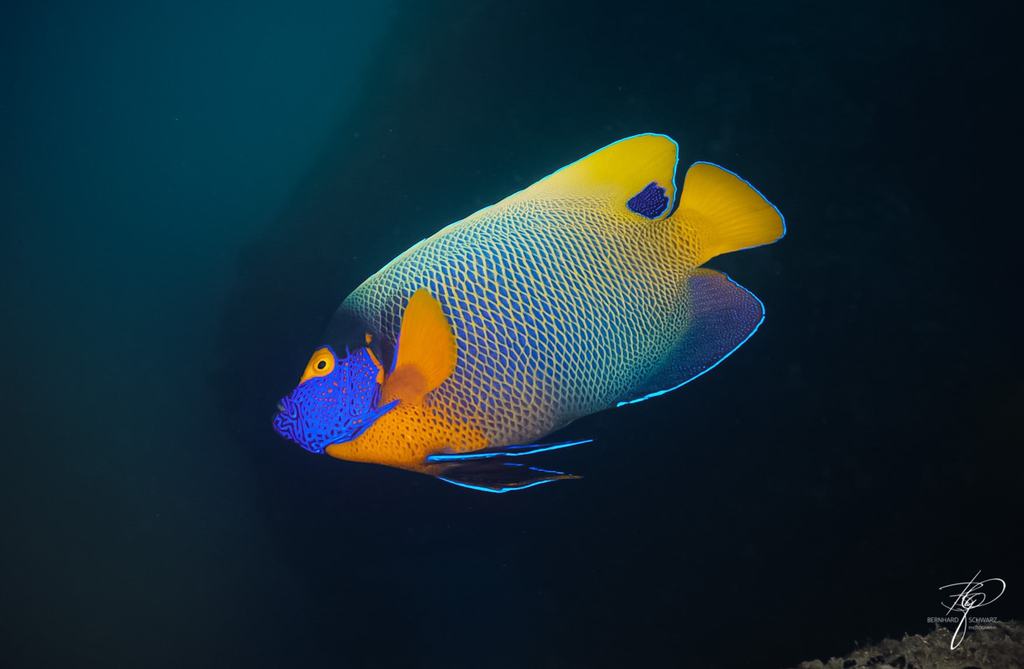 MALEDIVES