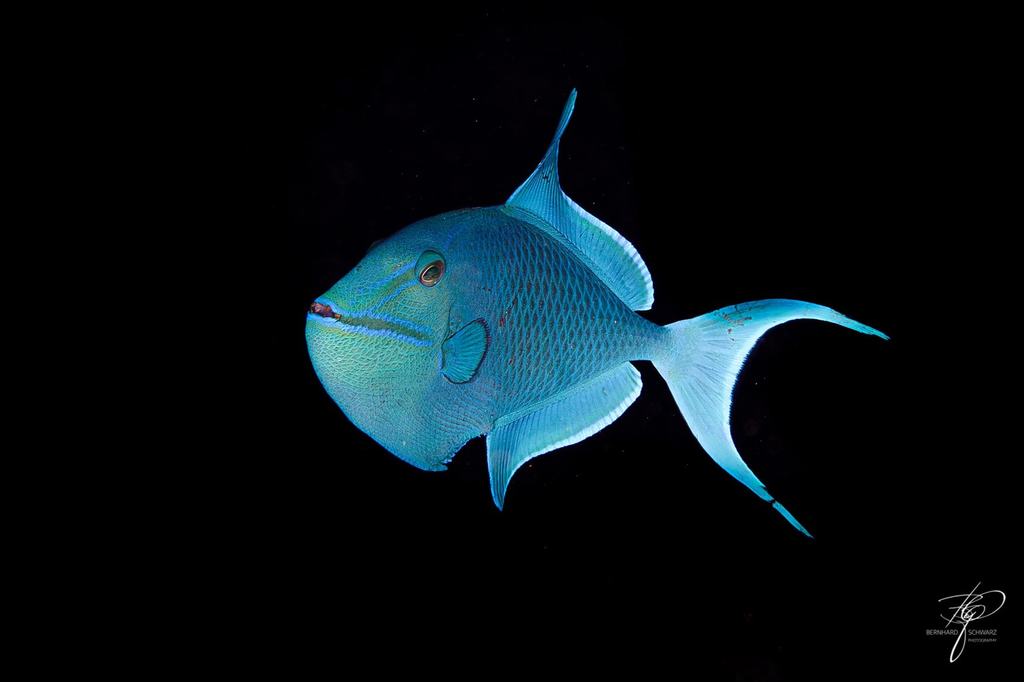 MALEDIVES