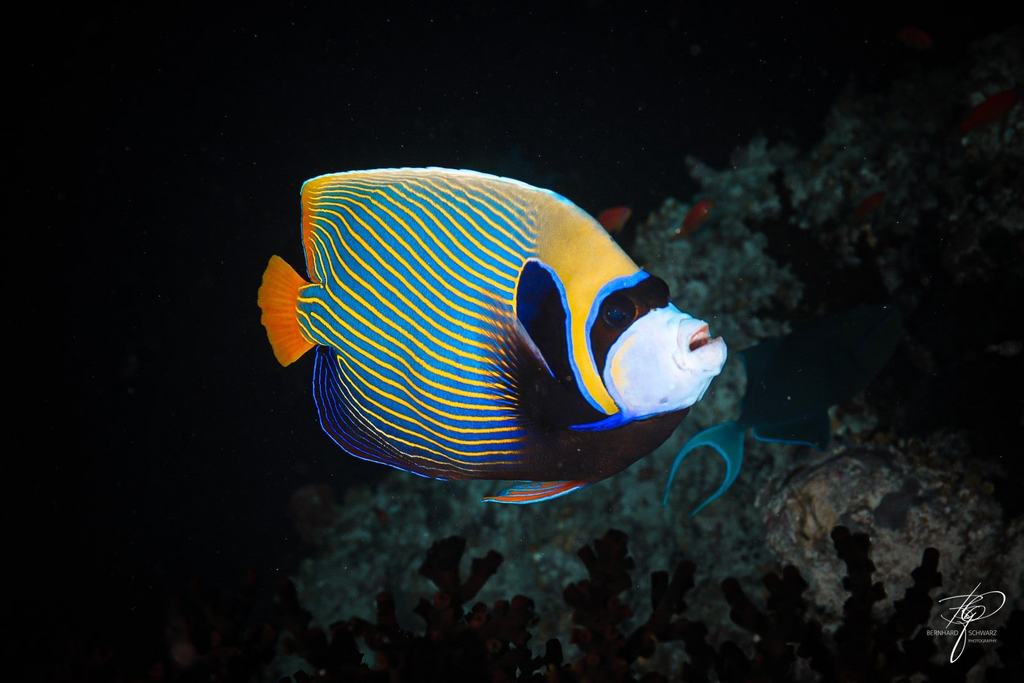 MALEDIVES