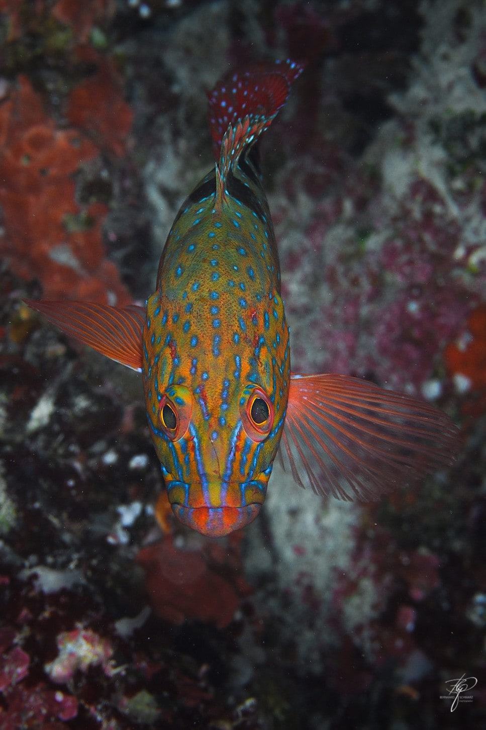 MALEDIVES