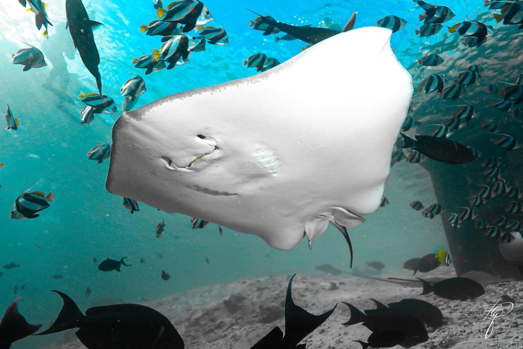 MALEDIVES