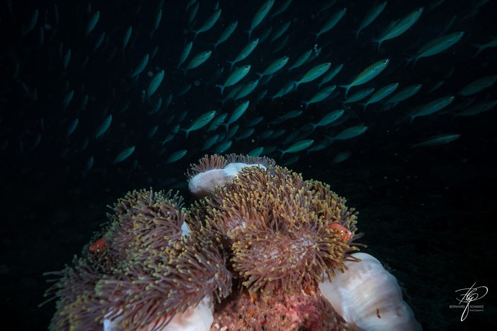 MALEDIVES