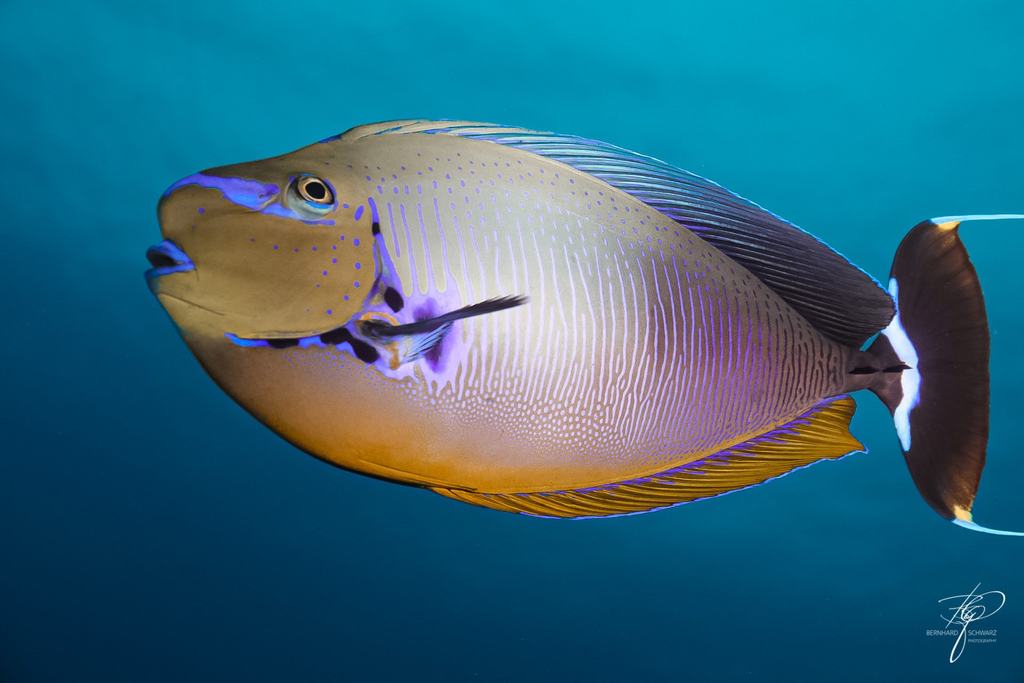 MALEDIVES