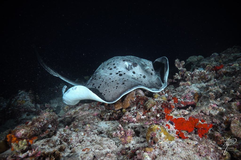 MALEDIVES