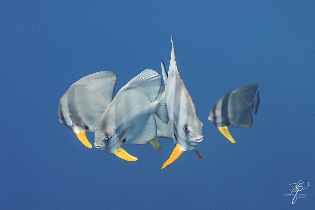 MALEDIVES