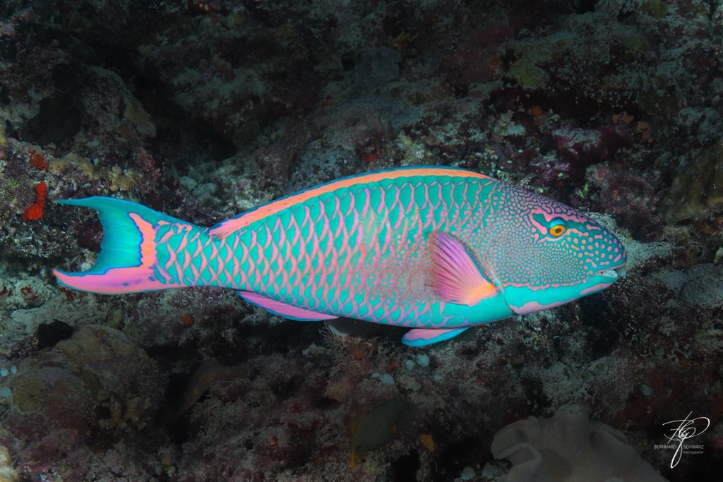 MALEDIVES