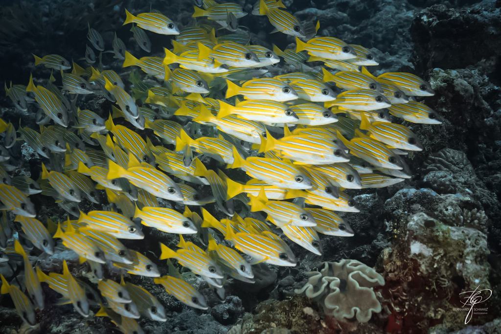 MALEDIVES