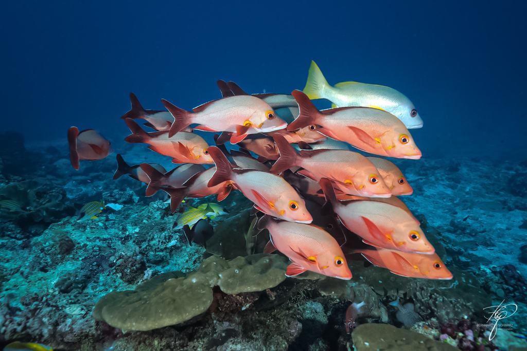 MALEDIVES