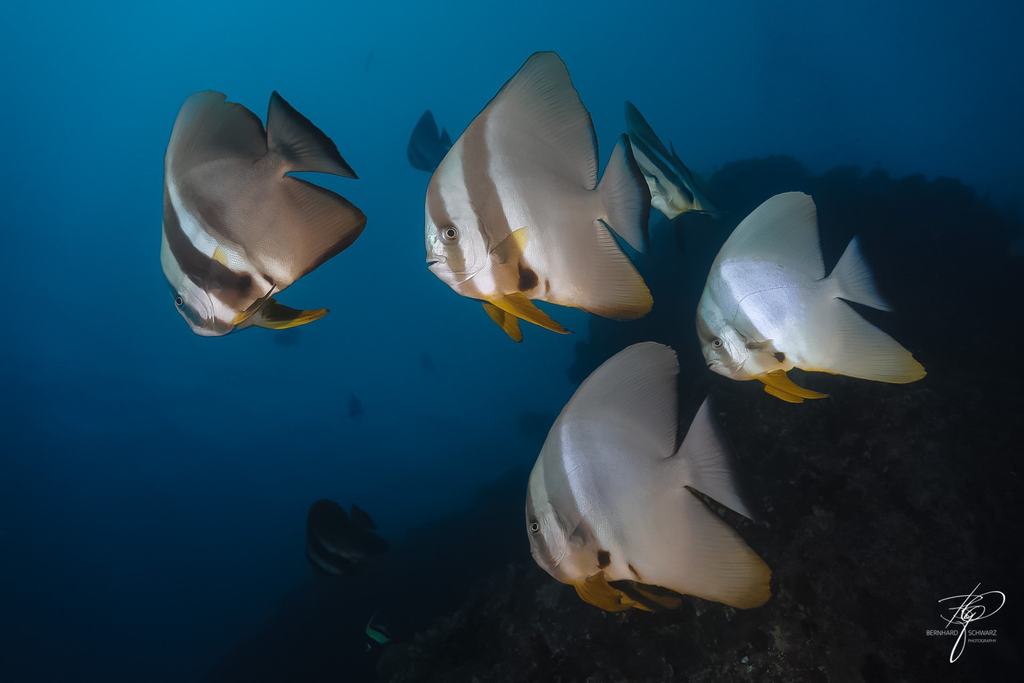 MALEDIVES