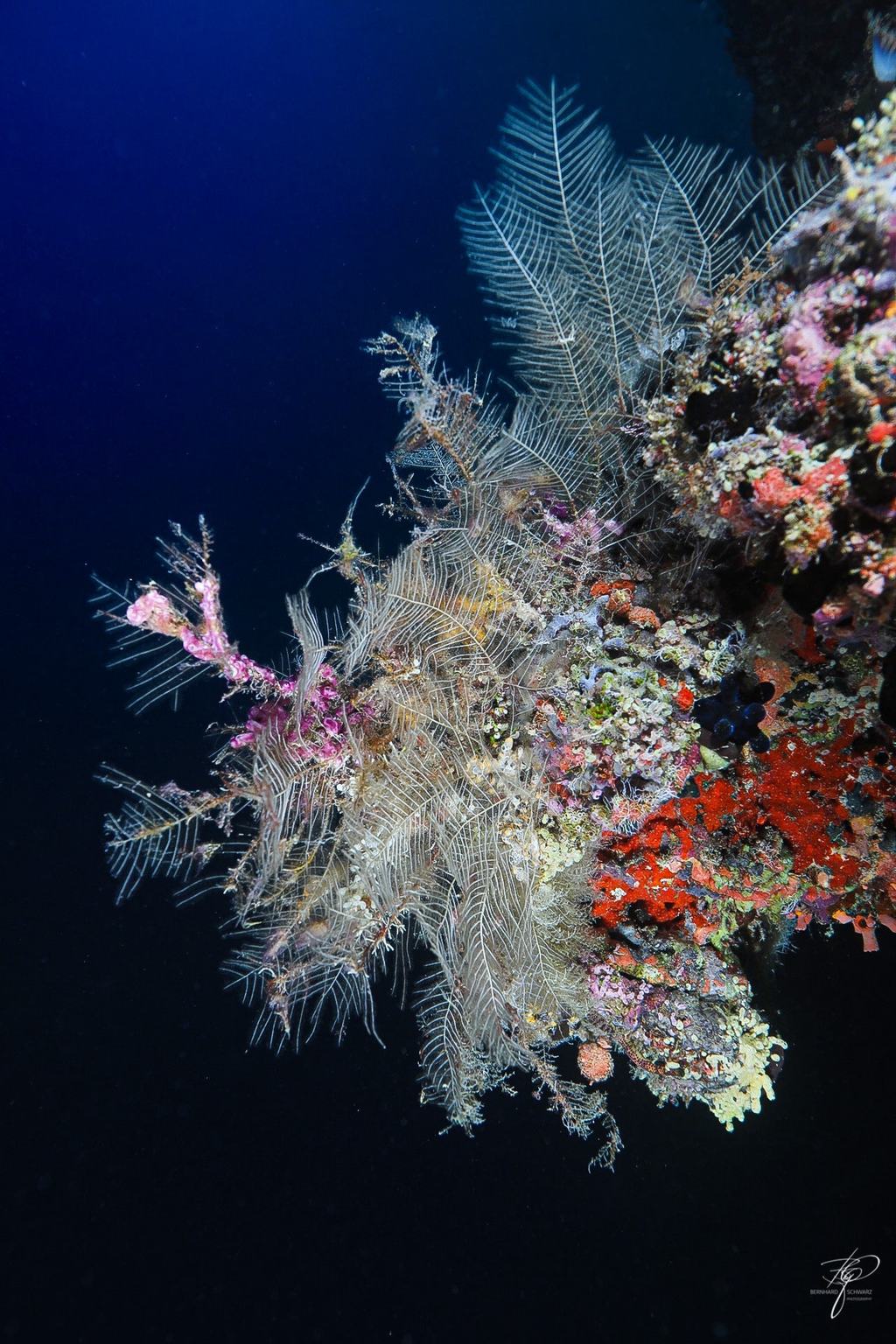 MALEDIVES