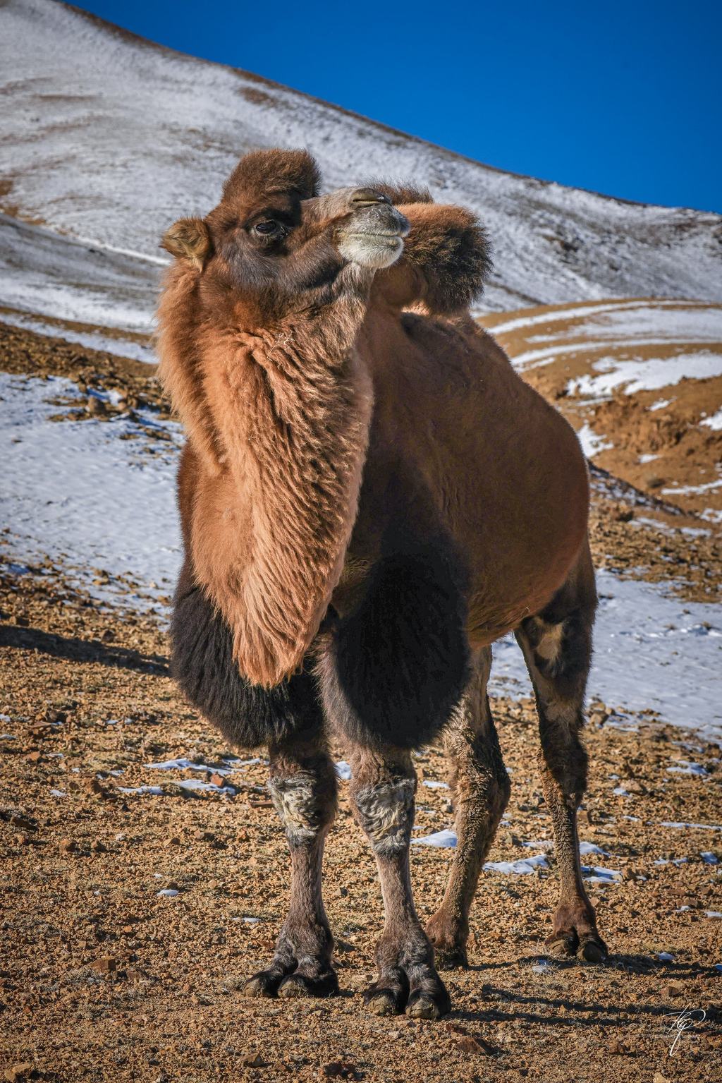 MONGOLIA