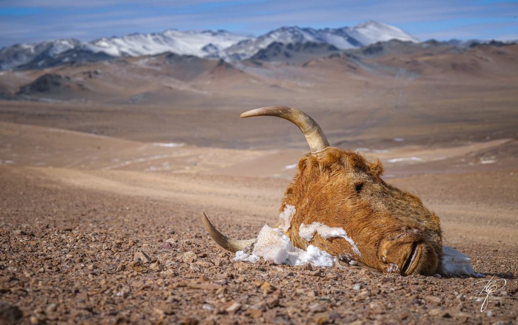MONGOLIA