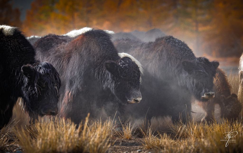 MONGOLIA