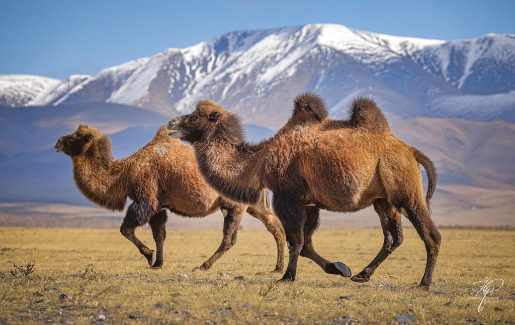 MONGOLIA (236)