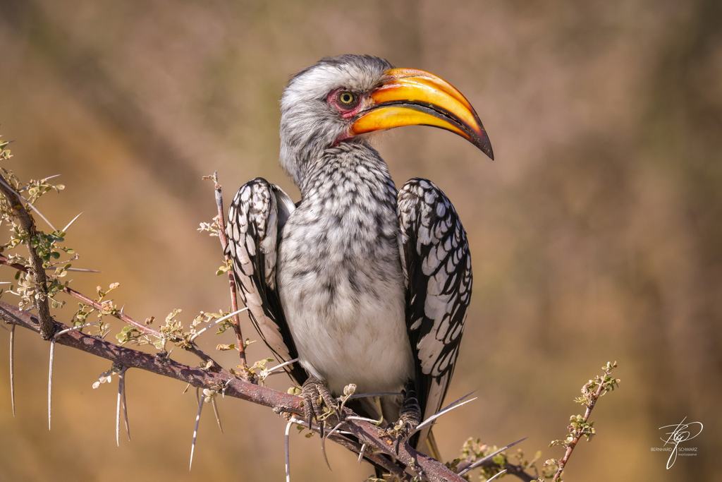 NAMIBIA