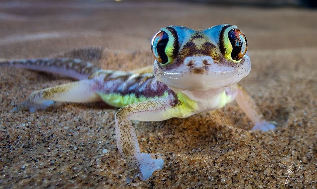 NAMIBIA