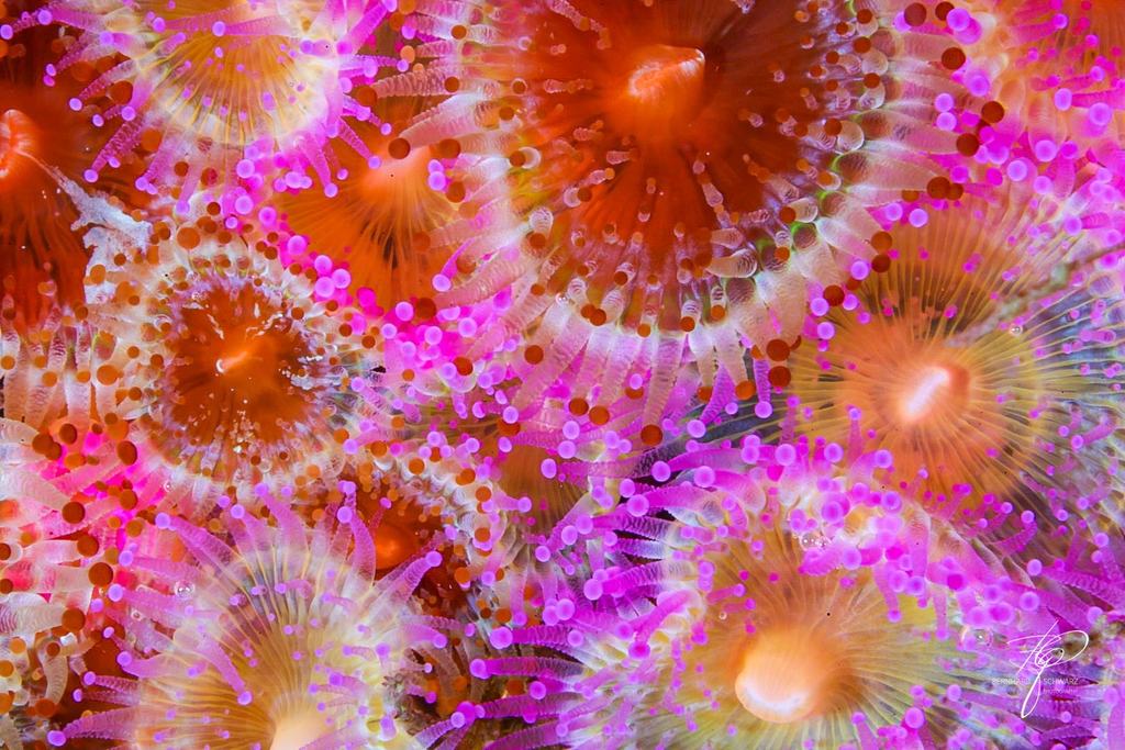 NEW ZEALAND UNDERWATER