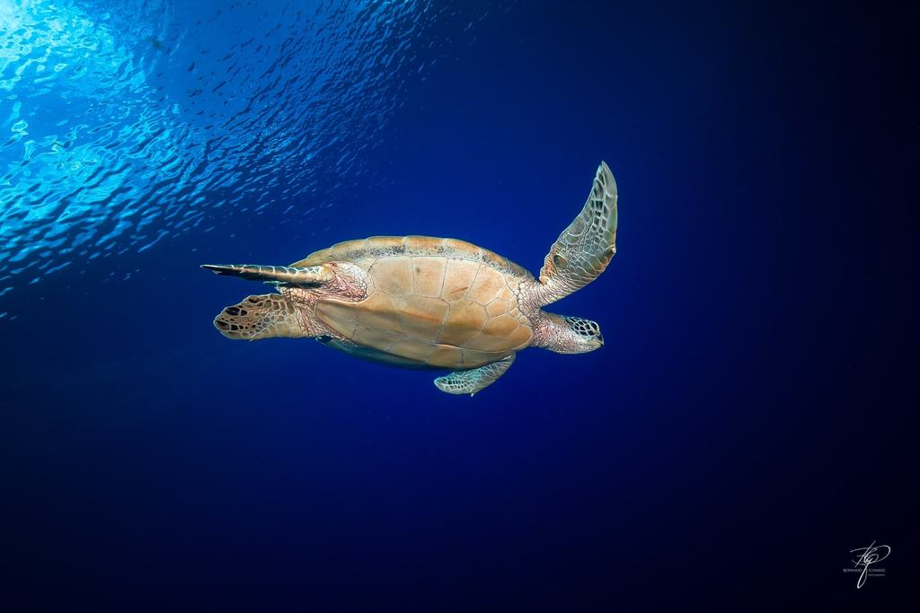 PALAU