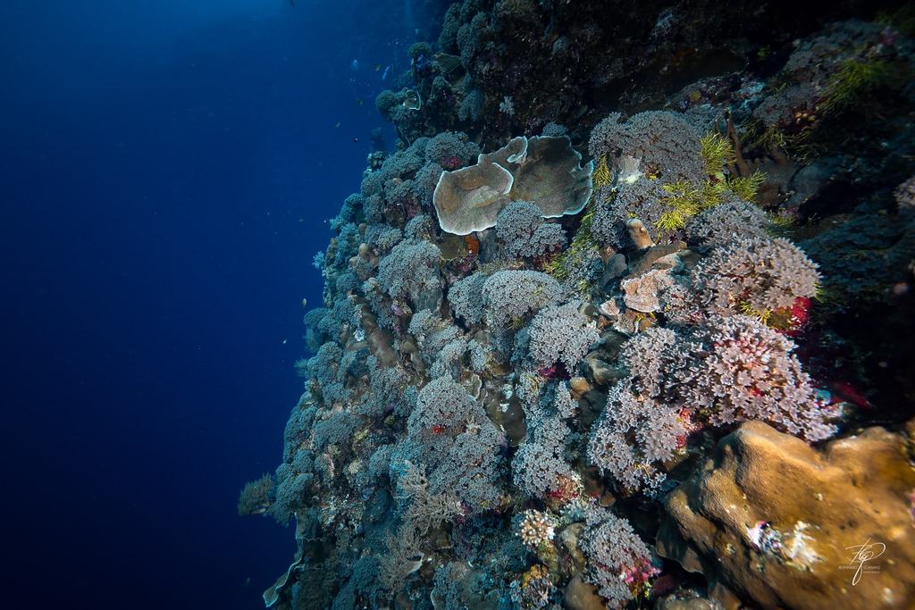 Palau