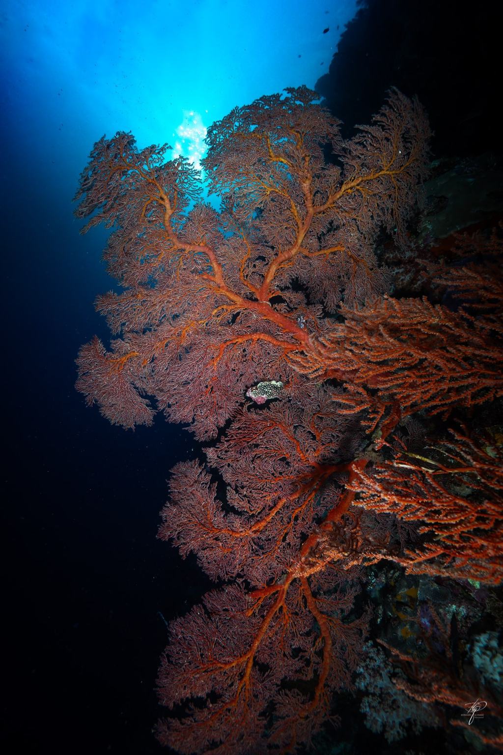 Palau