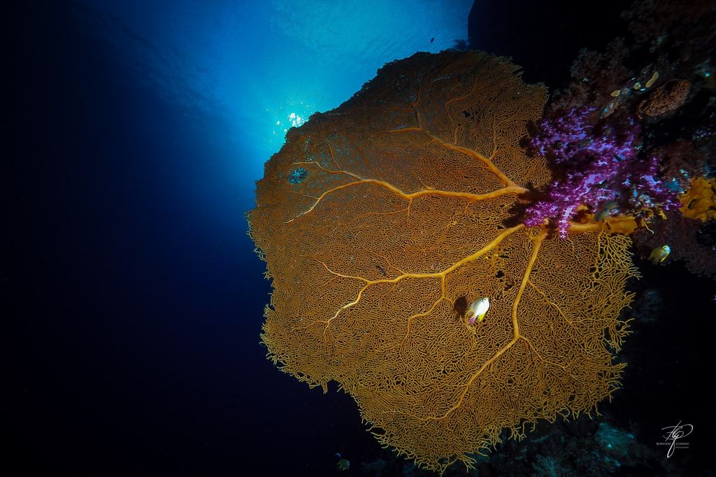 Palau