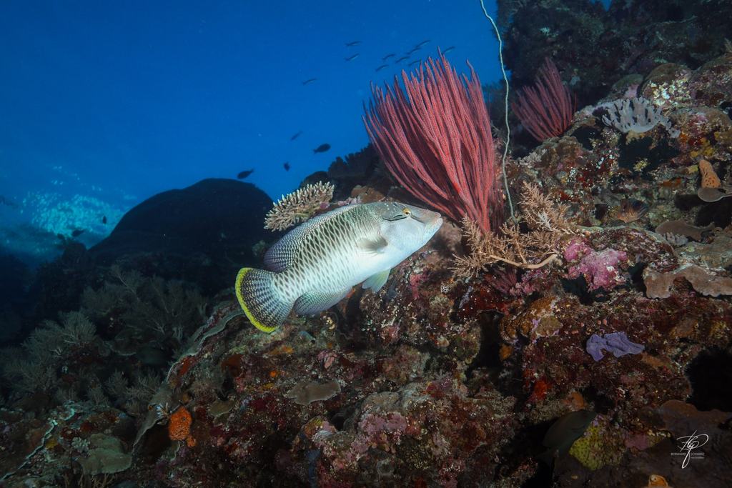 Palau