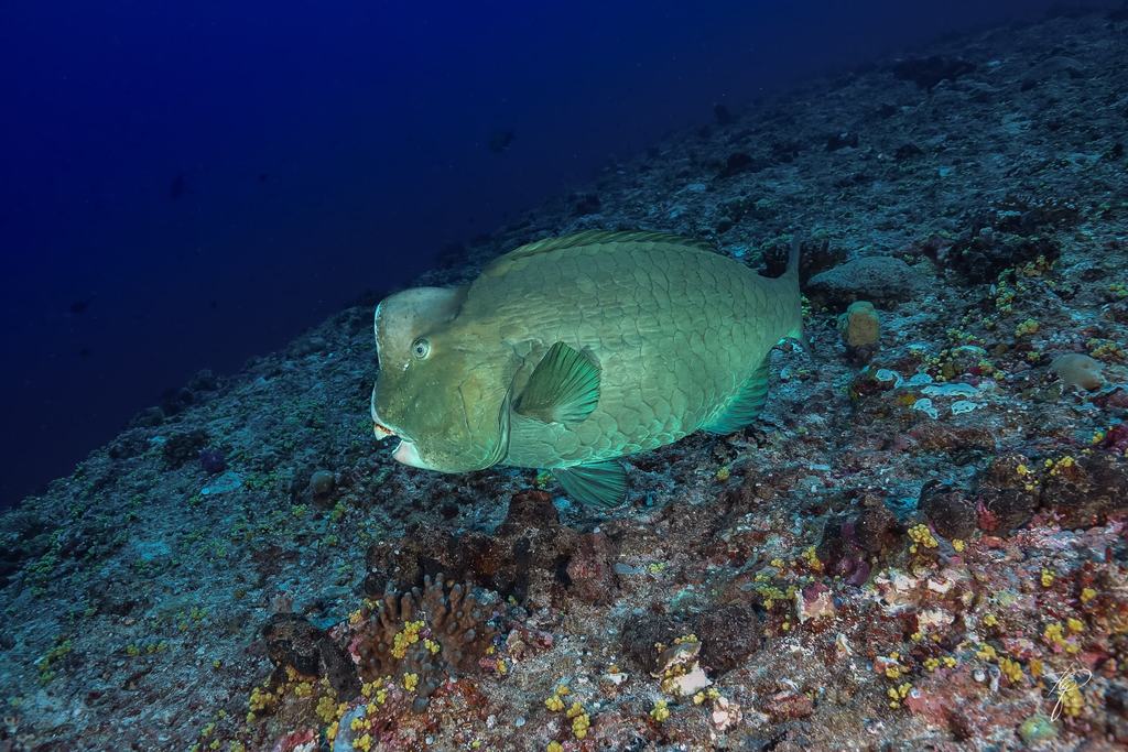 Palau