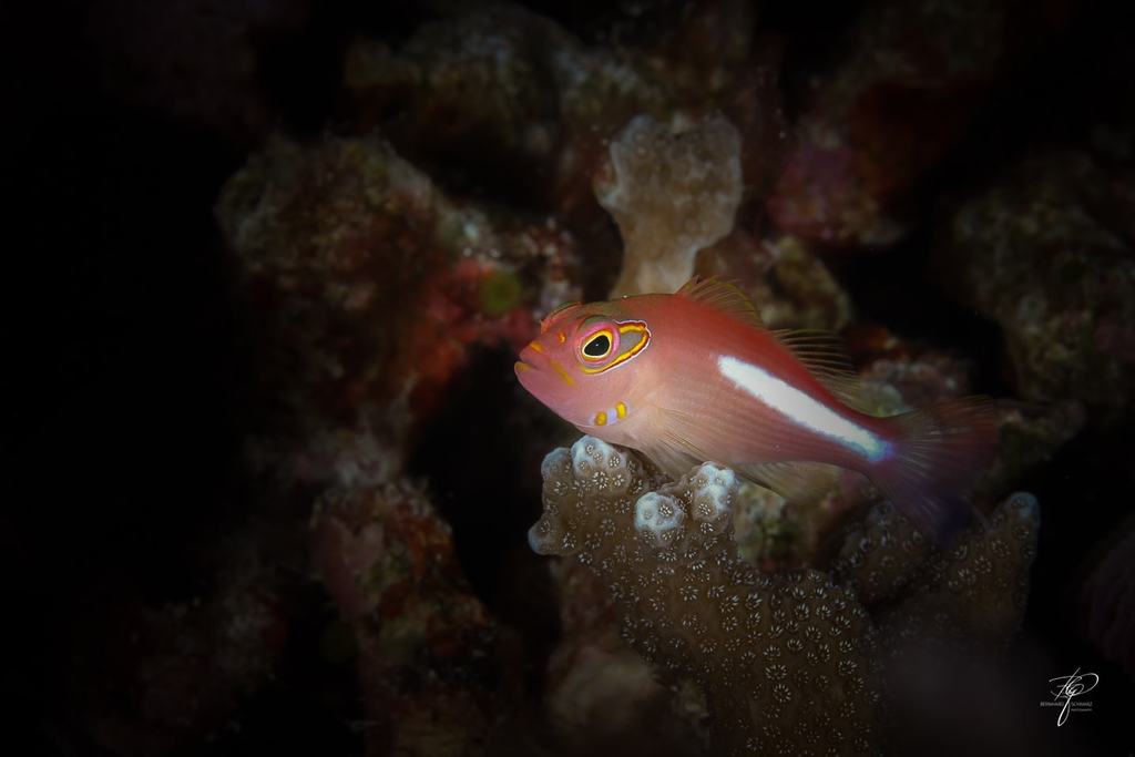 Palau