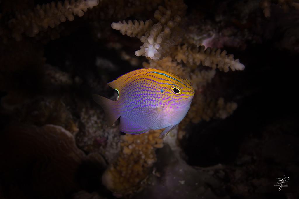 Palau