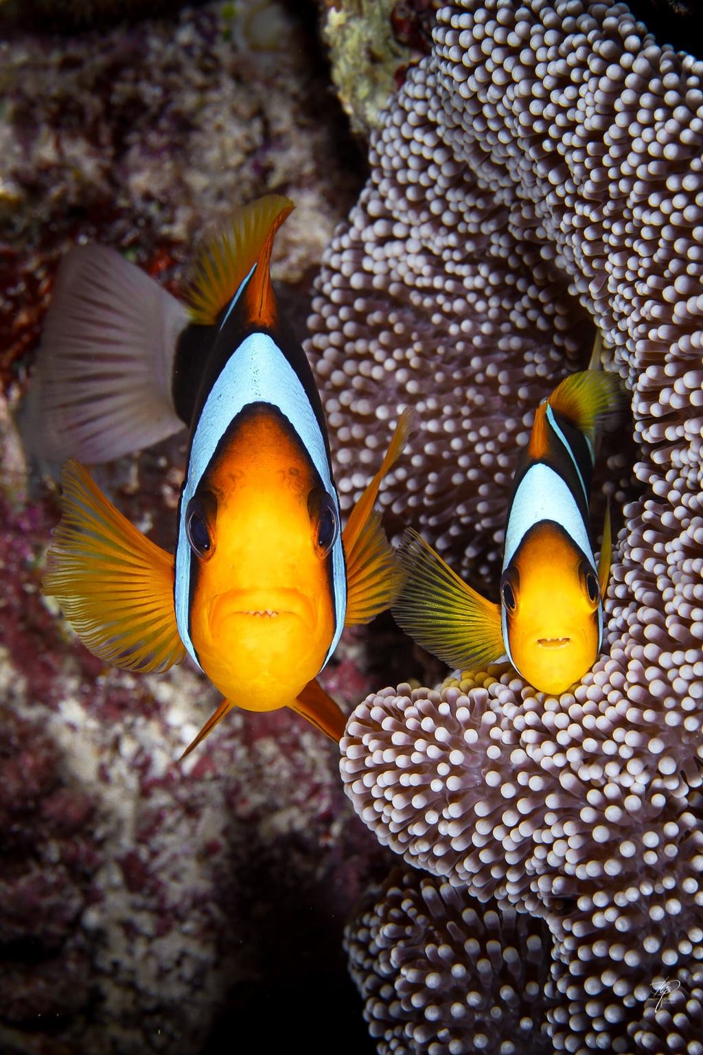 Palau