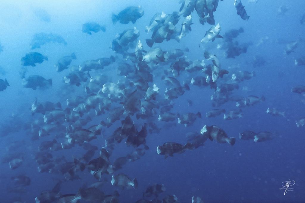 Palau