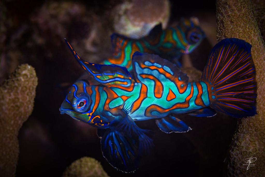 Palau