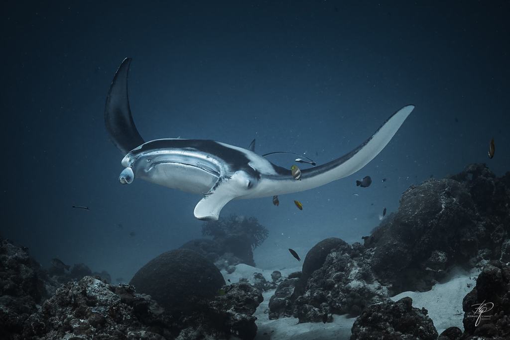Palau