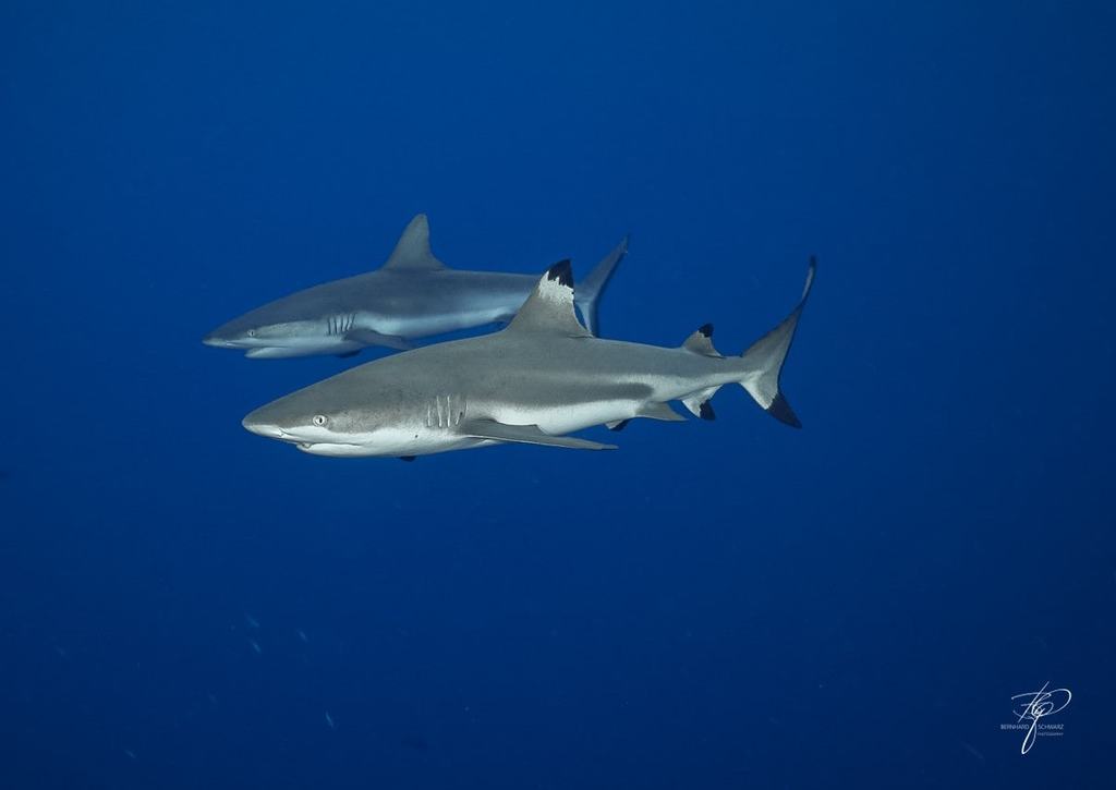 Palau