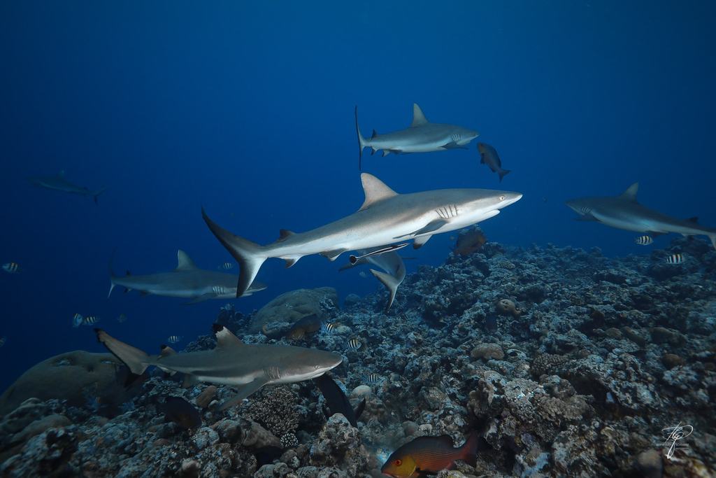 Palau
