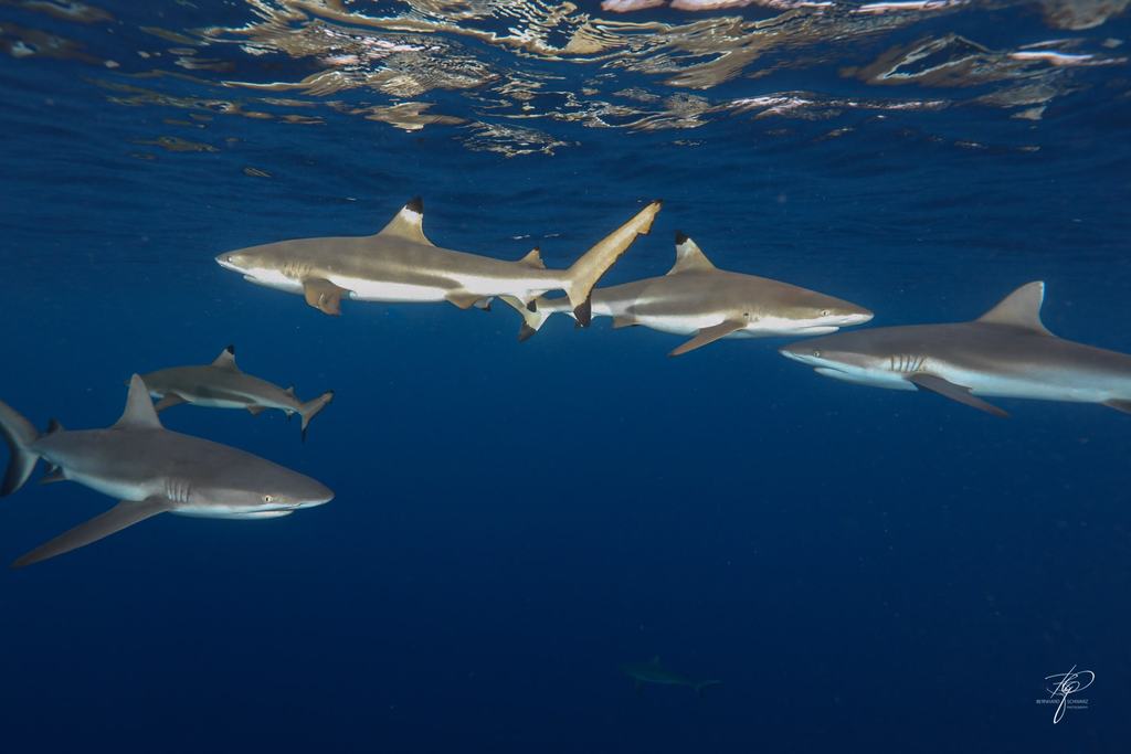 Palau