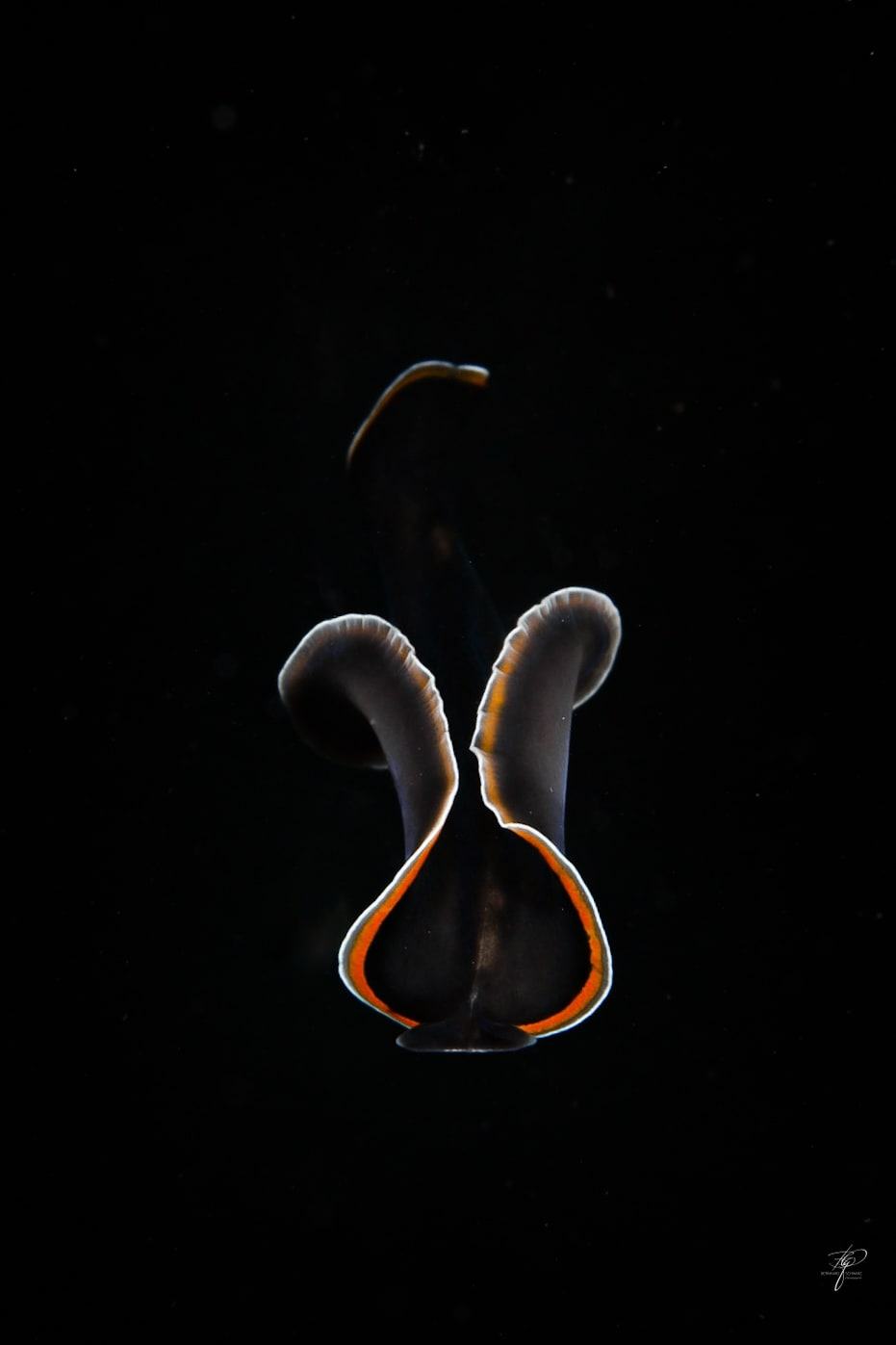 Palau