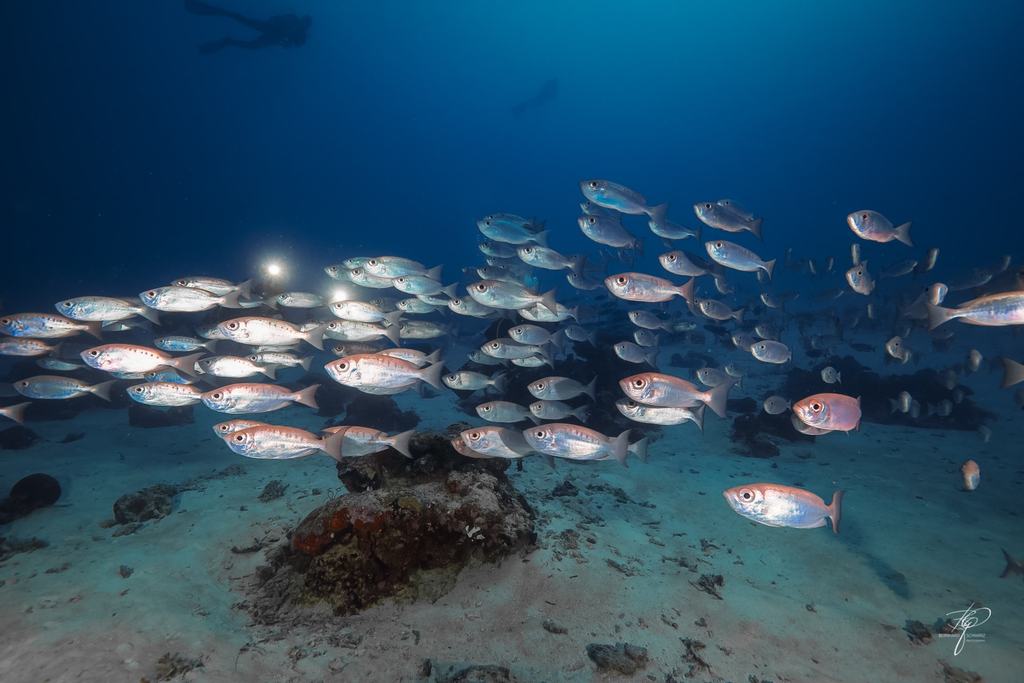 Palau